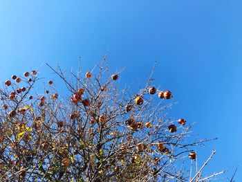 Low angle view of flower tree against clear blue sky