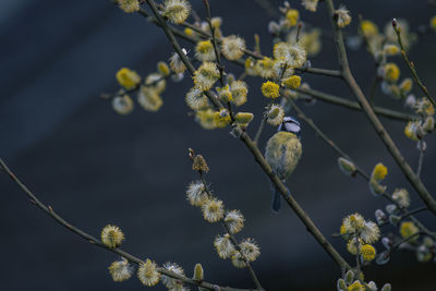 Eurasian bluetit on branch