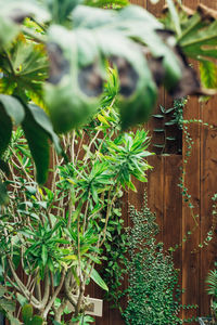 Plants growing on tree