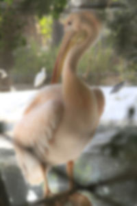Close-up of bird