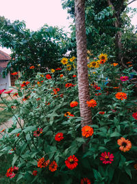 Close-up of red flowering plant