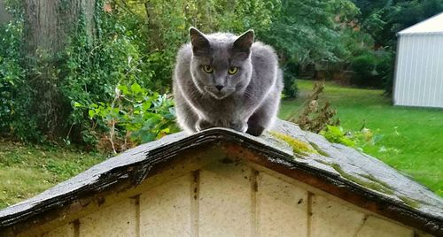 Cat standing on roof