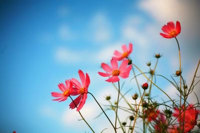 Low angle view of pink flowers blooming against sky