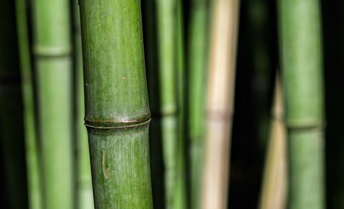 Close-up of bamboo outdoors