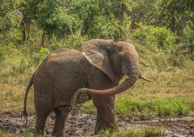 Side view of elephant on land