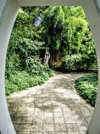 Footpath amidst trees