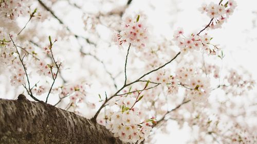 Low angle view of cherry blossoms in spring