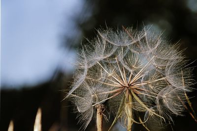 Close-up of flower against blurred background