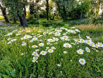 Flowers blooming on field