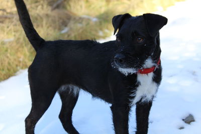 Black dog on snow covered land