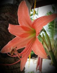 Close-up of day lily plant