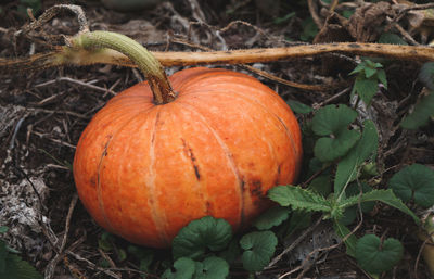 Close-up of pumpkins on field