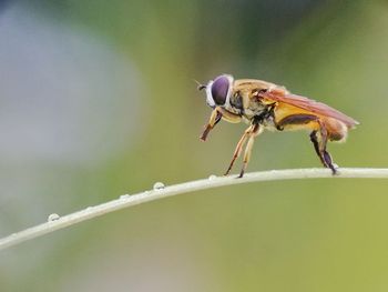 Close-up of insect on plant