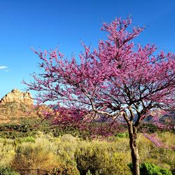 Pink cherry blossoms in spring