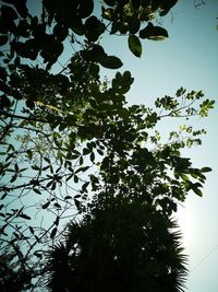 Low angle view of silhouette tree against clear sky