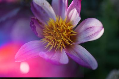 Close-up of flower blooming outdoors