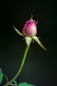 Close-up of flower blooming outdoors