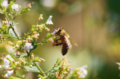 Close-up of bee pollinating on flower