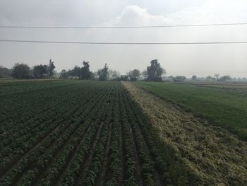 Scenic view of agricultural field against sky