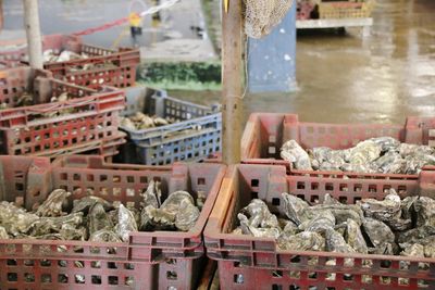 Oyster facrory in france bretagne