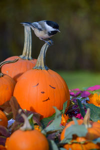 Close-up of pumpkins