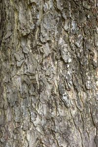 Full frame shot of tree trunk