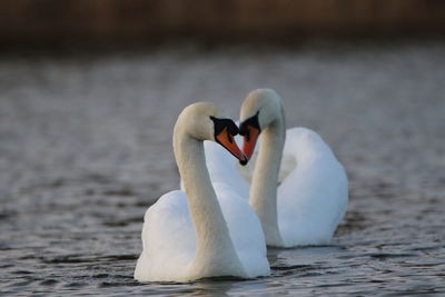 White swan floating on lake