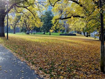 Trees in park during autumn