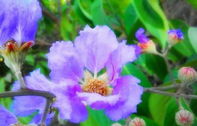 Close-up of bee pollinating on purple flower