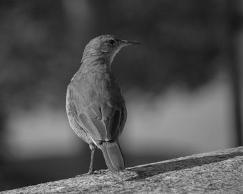 Close-up of bird perching on retaining wall