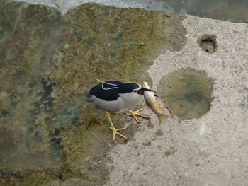 Close-up of bird perching on ground