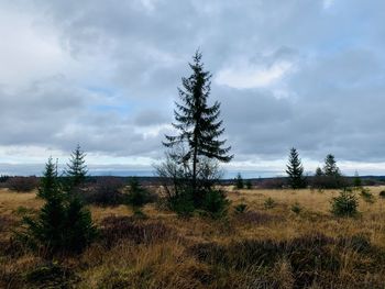 Trees on field against sky