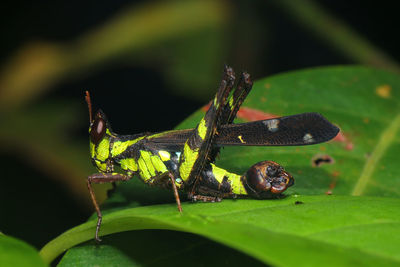 Close-up of insect on plant