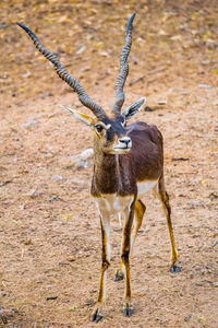 Horned blackbuck standing on the dry ground in the forest.