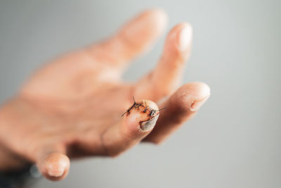 Close-up of insect on hand