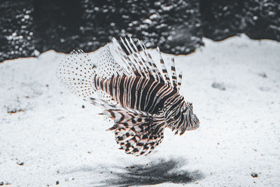 Close-up of fish swimming in sea