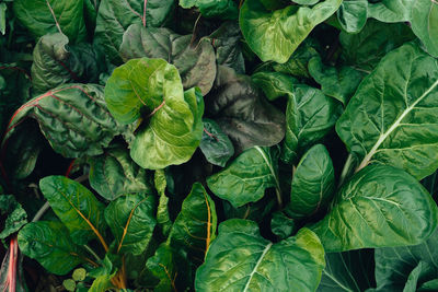 Full frame shot of leaves