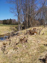 Bare trees on field against clear sky
