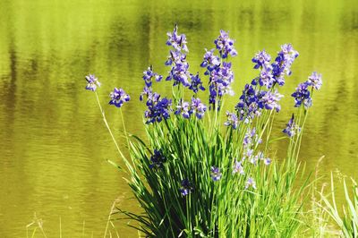 Close-up of purple flowering plant against lake