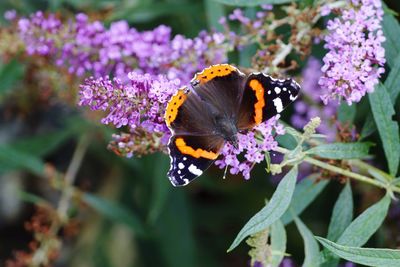 Close-up high angle view of butterfly on flowers