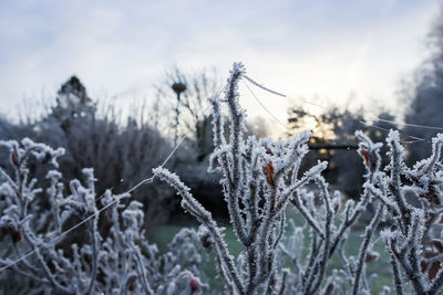 cold temperature