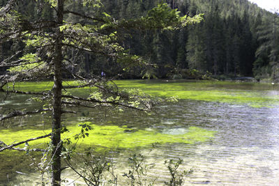 Scenic view of lake in forest