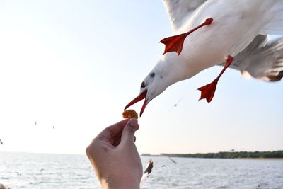 Cropped image of hand feeding seagulls against sea