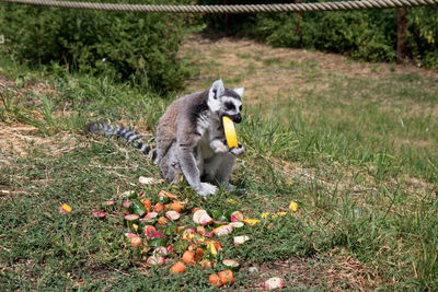 Lion eating fruit on grass