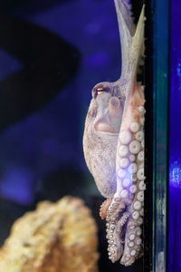 Close-up of fish swimming in sea