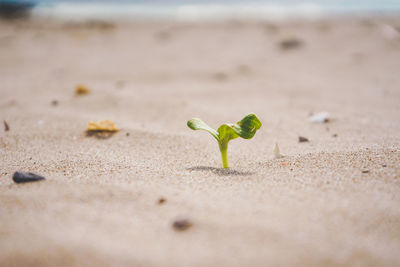 Close-up of small plant on sand