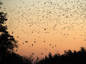 Low angle view of silhouette birds flying against sky at sunset