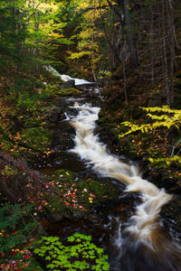 Stream flowing amidst trees in forest