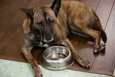 High angle portrait of dog relaxing on floor