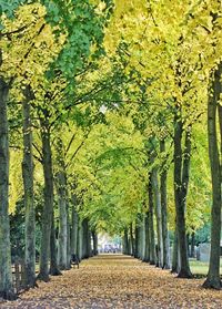 Street amidst trees during autumn